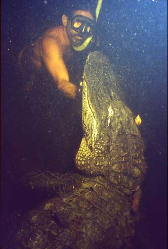 Welcome aboard the Nautical Gator